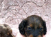 Girls &pound;1000 boys &pound;950 6 beautiful dachshund pups ready to Leave for the forever loving home