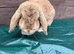 Female Holland lop for sale in Partington