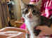 Beautiful kittens for sale looking for foreverr loving homes