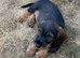 Gorgeous KC Registered Boy Wirehaired Dachshund Puppy
