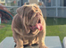 Stunning British Bulldog Lilac & Tan Male