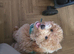 Male cockapoo