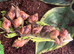 Giant African land snails (COLLECTION ONLY)