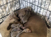 Beautiful Italian greyhounds