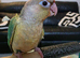 Handreared Cheeky Conures!
