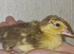 Chicks and ducklings