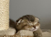 Pure Breed Scotish Straight/Fold Kittens. Delivery available.