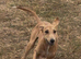 Saluki greyhound