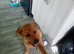 German Shepherd x