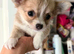 Adorable pure chihuahuas