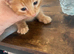 Male ginger kitten