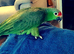 5 year old male Red Lored Amazon Parrot