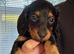 Miniature Dachshund puppy’s