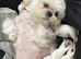 Five Beautiful White & Lavender Imperial / Tea- Cup Shih Tzu’s