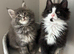 AMAZING HEALTH TESTED TICA REGISTERED MAINE COON KITTENS