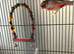 Mosaic hen canary