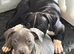 Gorgeous temperament Puppies