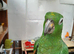 12-year-old Green Amazon Parrot