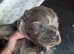 STUNNING CHOW CHOW PUPPIES