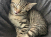 3 kittens for sale.