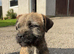 Border terrier puppies KC Registered
