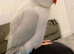 Hand reared Blue Ice super friendly Ringneck