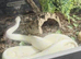 4 snakes 3 female 1 male