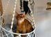 beautiful abyssinian kittens