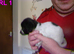 5 cockapoo's 4girls 1 boy
