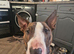 Big English bull terrier for stud