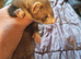 Ferret kits