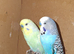 Male budgies