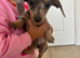 Miniature dachshunds