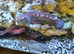 Dwarf Snakehead