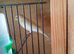 Cock canaries