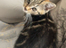 Kittens for sale