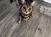 5 Kittens for sale male and female