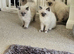 Mischievous Ragdoll boys