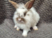 Lionhead Bunnies