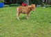 Minature shetland colt