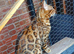 Stunning Beautiful Bengal Male Cat Top Bloodlines