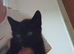 2 kittens
