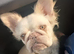 Female French bulldog