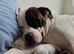 American bulldog puppy