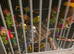 3 male adult budgies