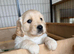 Goldador - Golden Retriever x Labrador Retriever