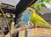 Young Budgies