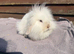 Baby lion head lops