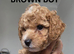CAVAPOOCHON LITTER