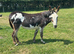 Jenny donkey